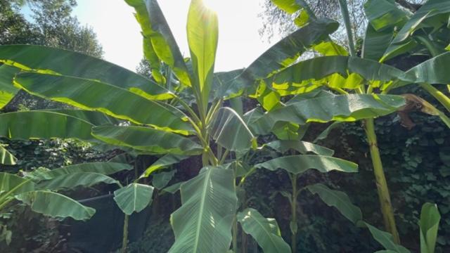 Acomodação com café da manhã  Ai Giardini Di San Vitale
